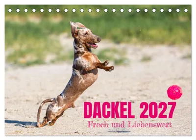 Produktbild von DACKEL 2027 Frech und Liebenwert (Tischkalender 2027 DIN A5 quer), CALVENDO Monatskalender