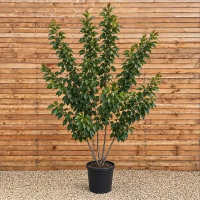 Produktbild von Japanische Blütenkirsche 'Kanzan' 150-200 cm - Prunus serrulata mehrstämmig