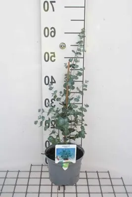 Productafbeelding van Koortsboom - Cidergomboom Eucalyptus - Tuin Decoratie - Decoratieve Bast - 50 Centimeter - Groen
