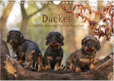 Produktbild von Dackel - lustige Gesellen auf kurzen Beinchen (Wandkalender 2026 DIN A4 quer), CALVENDO Monatskalender