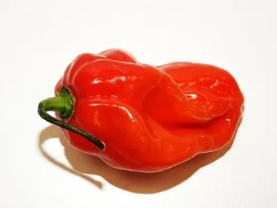 Zdjęcie produktu dla Papryka Ostra Carolina Reaper Holandia 50 G