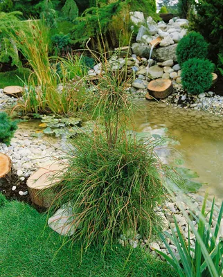 Produktbild von Thuja occidentalis 'Filiformis', Lebensbaum, 15–20 cm