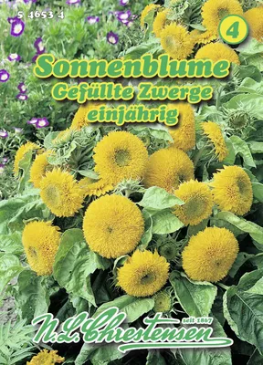 Produktbild von Sonnenblume Gefüllte Zwerge | Sonnenblumensamen von N.L. Chrestensen