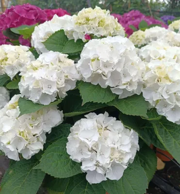Produktbild von Bauern-Hortensie ´WUDU´ 30-40 cm, Cont. 2,5 l