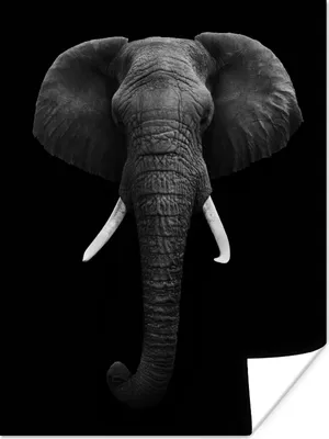 Produktbild von MuchoWow® Poster Elefant - Wildtiere - Schwarz - Weiß - Porträt 90x120 cm - Wohnzimmer