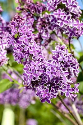 Produktbild von Syringa vulgaris 'Sensation', Flieder, zweifarbig, 60–80 cm