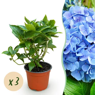 Immagine prodotto di Ortensia (Hydrangea macrophylla) blu, resistente al freddo, 3 piante da 12cm