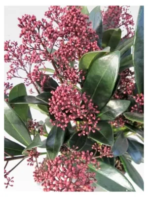 Produktbild von Skimmia japonica Rubella - Japanische Skimmie Rubella - 25-30 cm