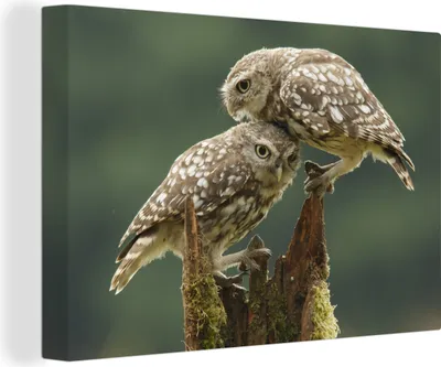 Produktbild von OneMillionCanvasses® - Leinwandbilder - 140x90 cm, Eulen - Tiere - Liebe, Wandbilder Kunstdruck Wanddekoration