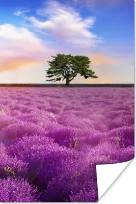Produktbild von MuchoWow® Poster Lavendel - Baum - Sonnenuntergang - Lila 40x60 cm - Plakate für die Wand - Poster Babyzimmer