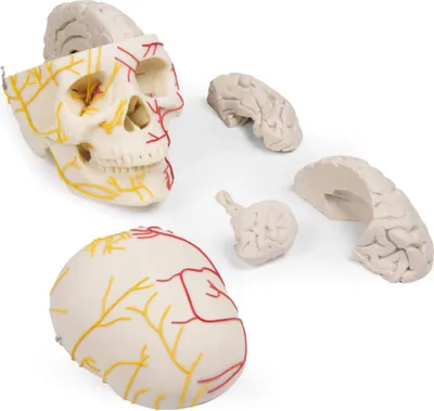 Produktbild von Erler-Zimmerov neurovaskulárny model lebky s mozgom