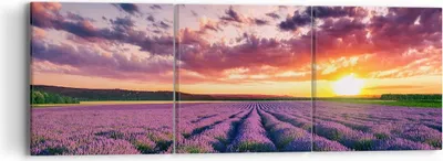Produktbild von Bild auf Leinwand - Leinwandbild - Lavendel Berge Feld - 90x30cm - Wand Bild - Wanddeko - Wandbilder - Leinwanddruck - Bilder - Kunstdruck - Wanddekoration - Leinwand bilder - Wandkunst - CA90x30-3816