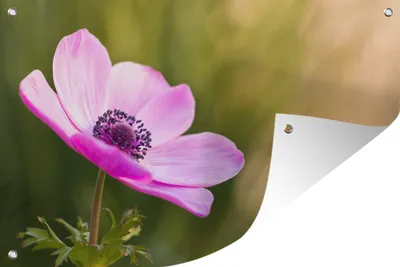 Produktbild von MuchoWow® 60x40 cm Outdoor-Poster Gartendeko Sichtschutz Garten Poster für den Garten  Makroaufnahme rosa Anemone