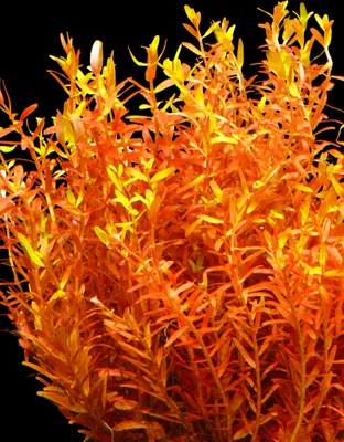 Produktbild von 1 Bund Rundblättrige Rotala Rot (Rotala Rotundifolia)
