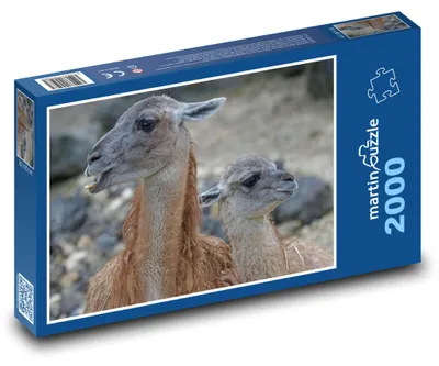 Obrázek produktu pro martinpuzzle - Puzzle 2000 - Guanaco - lama, sudokopytník