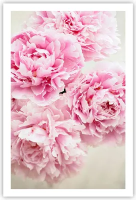 Produktbild von Poster - Poster ohne Rahmen - Pfingstrosen Blumenstrauß Blumen - 61x91,5 cm - Wand Bild - Wanddeko - Wandbilder - Kunstposter - Wandposter - Bilder - Kunstdruck - Wanddekoration - P2XPA61x91-4961