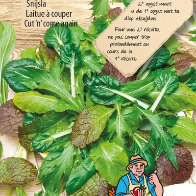 Immagine prodotto di Miscela di insalata asiatica, semi di lattuga romana - Coltivate verdure a foglia asiatiche nutrienti per insalate deliziose e croccanti