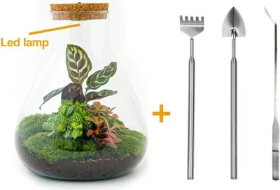 Produktbild von Diy Terrarium - Sam Calathea mit Licht - ↕ 30 Cm
