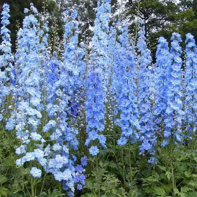 Immagine prodotto di 6 x Delphinium del Pacifico  - Delphinium 'Summer Skies'  | Vaso 9 cm x 9 cm