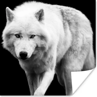 Produktbild von MuchoWow® Poster Wolf - Tier - Schwarz - Weiß 100x100 cm - Babyzimmer