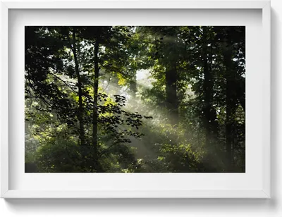 Produktbild von Sonnenstrahlen und Bäume– Wandbild mit Rahmen – Gerahmtes Bild  – Wanddekoration – 70x50 cm –  Weiß Rahmen