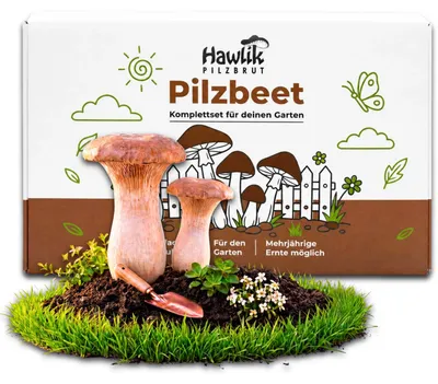 Produktbild von Hawlik Pilzbrut Kräuterseitling Pilzbeet-Set – Pilzzucht Garten, 20 Dübel, Pilze anbauen, mehrjährig
