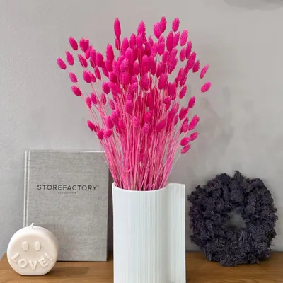 Imagen del producto de fácil cuidado decorativa interior oficina set Sonstige Wasserspielzeuge planta