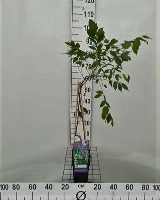 Produktbild von Wisteria sin. 'Prolific' ( 'boskoop') - Blauregen ‘Prolific’ 50-60 cm | Topf