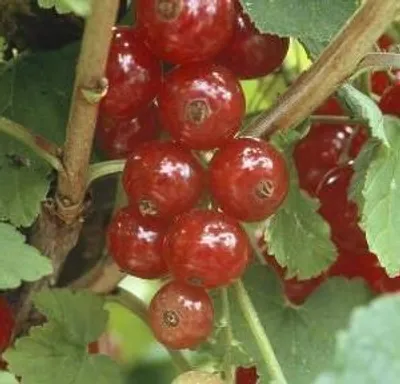 Productafbeelding van Ribes rubr. 'Jonkheer van Tets' - Rode bes 'Jonkheer van Tets' | 100-125 cm in pot