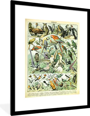 Produktbild von MuchoWow® Gerahmtes Poster Tiere - Vintage - Adolphe Millot - Vögel - Design 60x80 cm - Poster mit Schwarzem Bilderrahmen Wandposter Rahmen Foto Bilder - Wohnzimmer - Dekorationen - Prämie