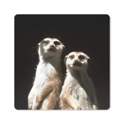 Produktbild von MuchoWow® Mauspad Mousepad Schwarz - Erdmännchen - Tiere 30x30 cm - Mousepads - Maus Mat - Pad - Mausunterlage - Gaming