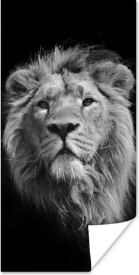 Produktbild von MuchoWow® Poster Löwe - Porträt - Schwarz - Weiß 60x120 cm - Wandschmuck