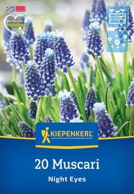 Produktbild von Kiepenkerl Herbstblumenzwiebel Traubenhyazinthe Night Eyes 20 Stück
