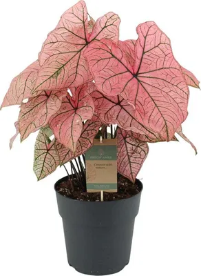 Productafbeelding van Famanu Caladium plant, "Spring Fling" - 65 cm - diameter 21 cm
