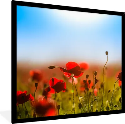 Produktbild von MuchoWow® Gerahmtes Poster Mohnblumen unter einem klaren blauen Himmel. 40x40 cm - Poster mit Schwarzem Bilderrahmen Wandposter Rahmen Foto Bilder - Mit Rahmen - Wanddekoration Schlafzimmer