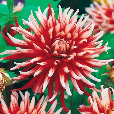 Obrázok produktu pre Kaktus Dahlia Friquolet 1 kus Sadenice Dahlia Sadenice Dahlia Veľké hľuzy