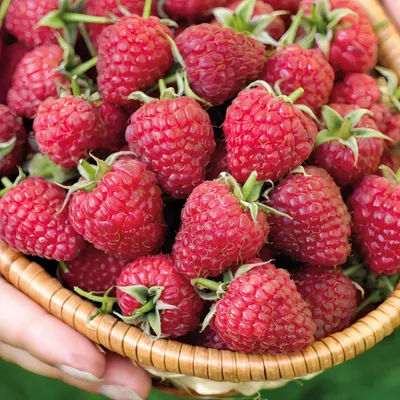 Zdjęcie produktu dla Malina czerwona dwukrotnie owocująca 2L