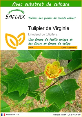 Image de SAFLAX  - Tulipier de Virginie - 20 graines - Avec substrat - Liriodendron