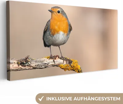 Produktbild von MuchoWow® - Leinwandbilder - Rotkehlchen - Vogel - Zweig - Tiere, Wandbild, Wanddeko Bilder Wohnzimmer, 40x20 cm