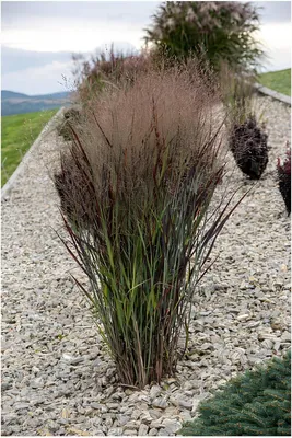 Produktbild von Stauden Gänge 1 x Panicum virgatum 'Nosferatu' im 1 Liter Topf - Rutenhirse - Dunkle Eleganz mit mystischem Flair - NEUE SORTE - Winterhart