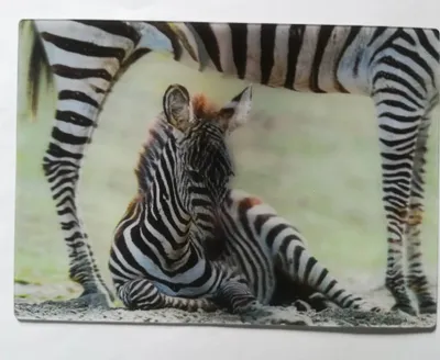 Produktbild von 3 D Ansichtskarte Zebras, Postkarte Wackelkarte Hologrammkarte, Tier Zebra