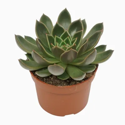 Imagen del producto de Suculenta Echeveria, híbrido "Mira", de 14 cm