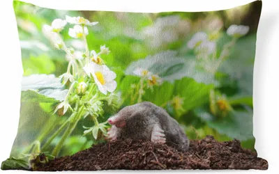 Produktbild von MuchoWow® Outdoor Kissen - Tier - Garten - Maulwurf - 50x30 cm - Wetterfest - Lounge Kissen - Sofa kissen - Wohnzimmer Dekoration