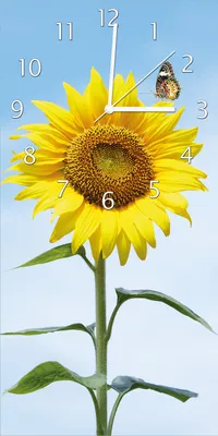Produktbild von Wallario Design Wanduhr bedruckt, Größe 30 x 60 cm, Motiv: Sonnenblume mit Schmetterling