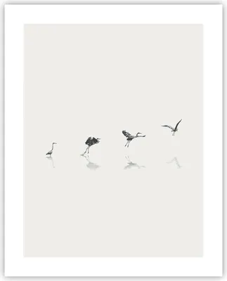 Produktbild von Poster - Poster ohne Rahmen - Flug Vogel Reiher - 40x50 cm - Wand Bild - Wanddeko - Wandbilder - Kunstposter - Wandposter - Bilder - Kunstdruck - Wanddekoration - Wandbild - P2XPA40x50-5096