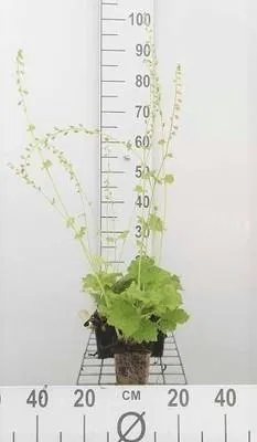 Produktbild von 6 x  Tellima grandiflora - Falsche Alraunwurzel - Topf 9 x 9 cm
