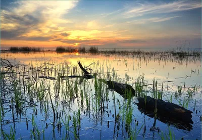 Produktbild von Wallario Fototapete Vliestapete, seidenmatte Oberfläche, einfache Verarbeitung, Größe 200 x 140 cm, Motiv Schilf am Abend - Sonnenuntergang über der Seelandschaft