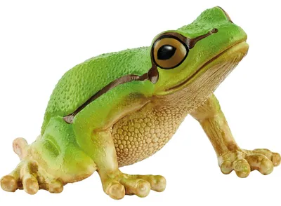 Produktbild von Wild Life Europäischer Laubfrosch