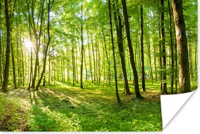 Produktbild von MuchoWow® Poster Natur - Bäume - Wald - Grün - Sonnenlicht 180x120 cm - Fotoplakat