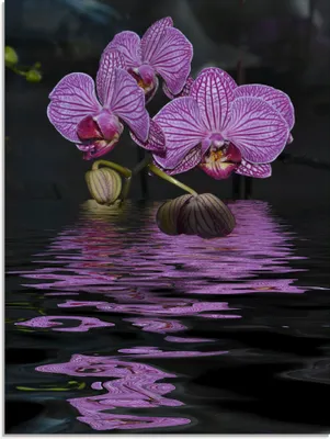 Produktbild von ARTland Glasbild Wasserorchidee Größe: 60x80 cm
